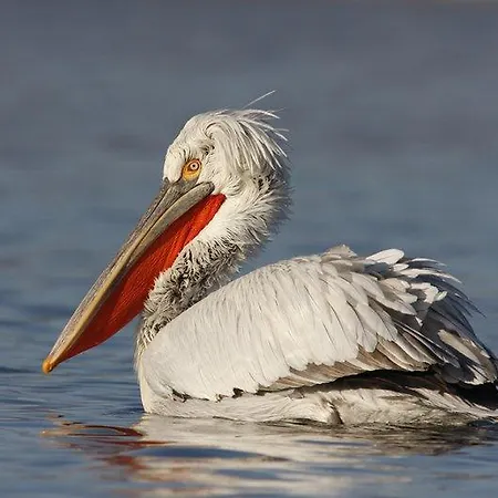 Pelican Lake Srebarna